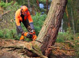 Why Choose Our Tree Removal Services in Eureka Mill, SC?